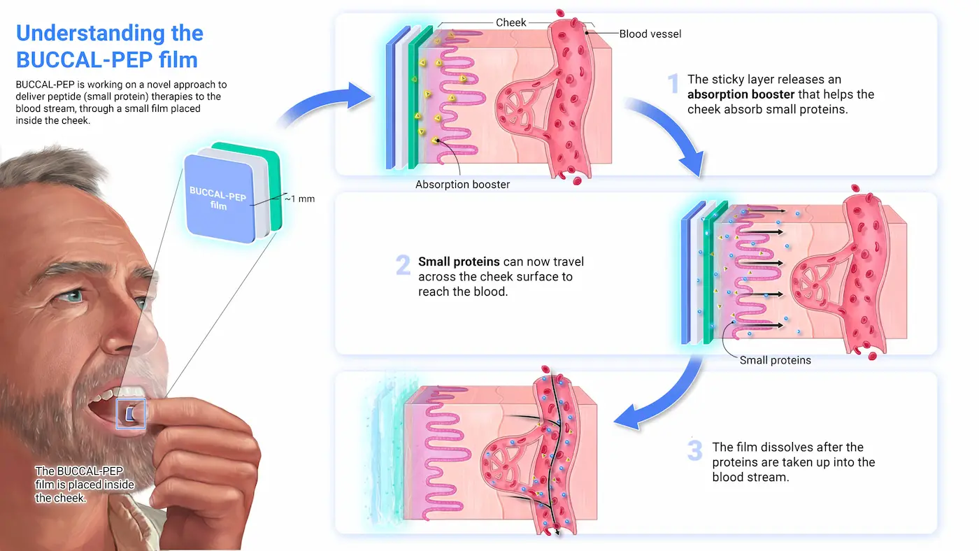 Infographic detailing the BUCCAL-PEP film, showing a man placing the film in his cheek and diagrams illustrating how it releases an absorption booster and small proteins into the bloodstream through the cheek tissue.
